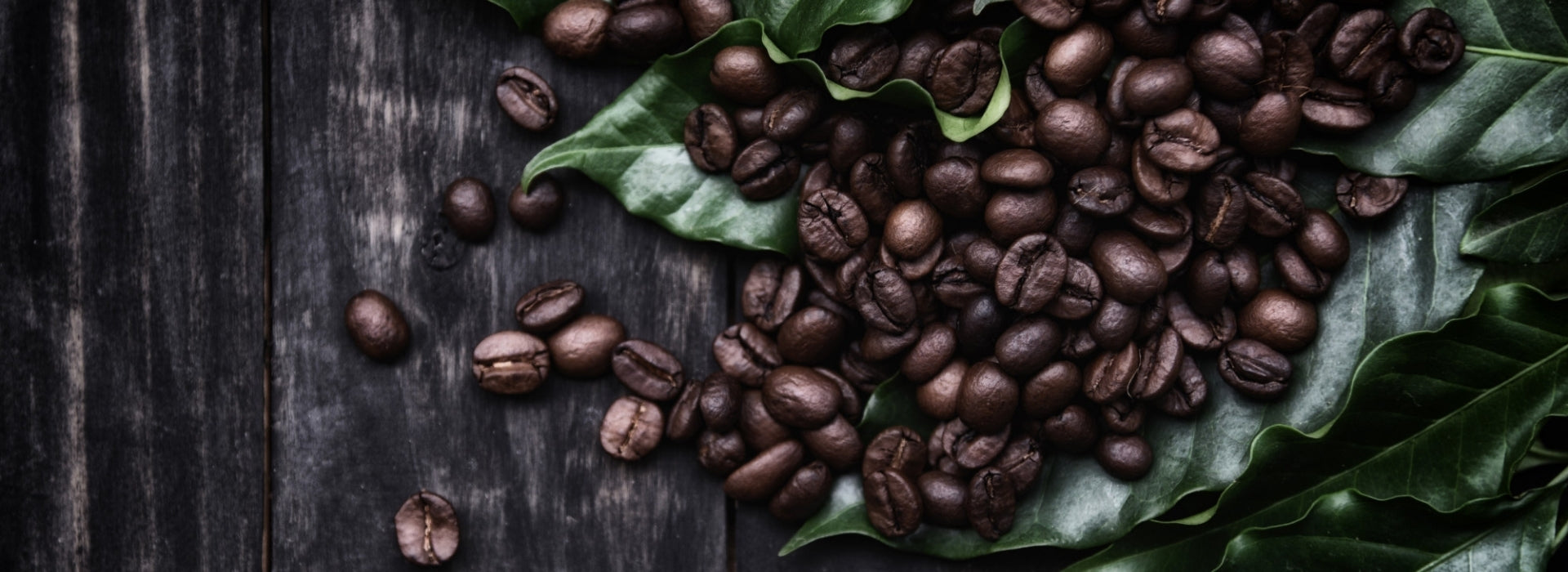 Omniacoffee Roasters Coffee